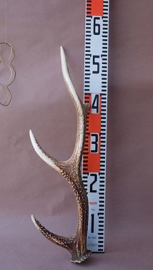 画像13: デコール用二ホンジカの角