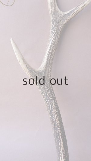 画像3: デコール用二ホンジカの角