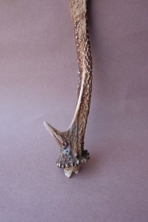 画像2: デコール用二ホンジカの角mini・小鹿