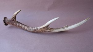 画像4: デコール用二ホンジカの角