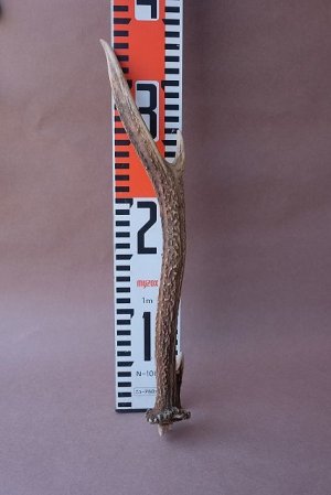 画像8: デコール用二ホンジカの角mini・小鹿