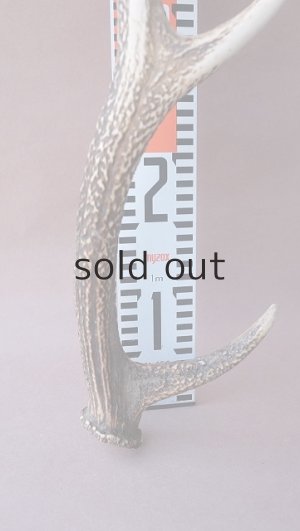 画像12: デコール用二ホンジカの角