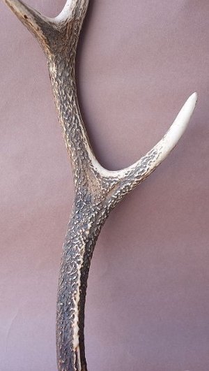 画像3: デコール用二ホンジカの角