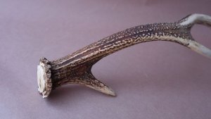 画像6: デコール用二ホンジカの角