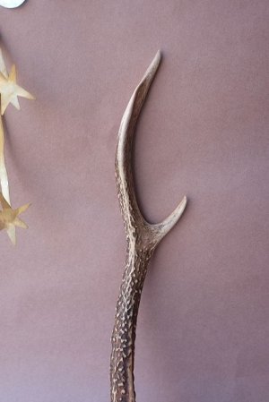 画像3: デコール用二ホンジカの角mini・小鹿