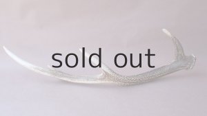 画像6: デコール用二ホンジカの角