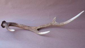 画像5: デコール用二ホンジカの角