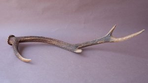 画像6: デコール用二ホンジカの角