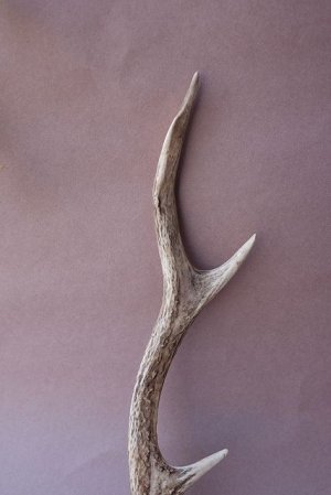 画像3: デコール用二ホンジカの角mini・小鹿