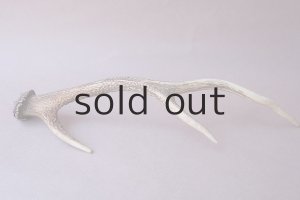 画像4: デコール用二ホンジカの角