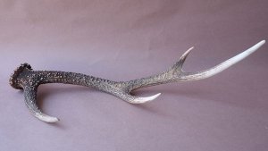 画像6: デコール用二ホンジカの角