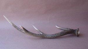 画像5: デコール用二ホンジカの角