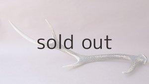 画像7: デコール用二ホンジカの角