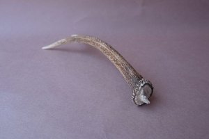 画像8: デコール用二ホンジカの角mini・小鹿