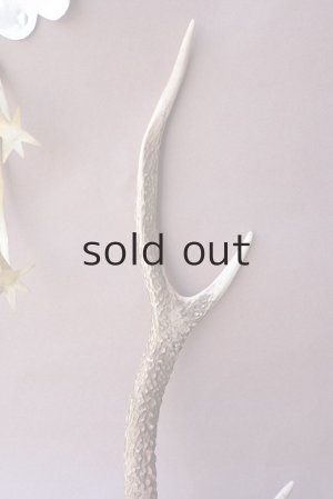 画像3: デコール用二ホンジカの角