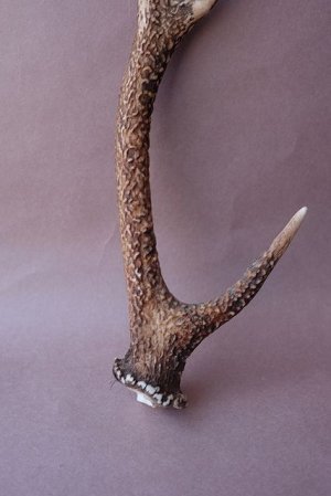 画像2: デコール用二ホンジカの角