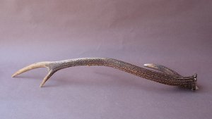 画像6: デコール用二ホンジカの角