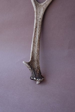 画像2: デコール用二ホンジカの角mini・小鹿