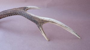 画像9: デコール用二ホンジカの角