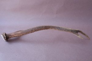 画像6: デコール用二ホンジカの角