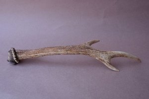 画像5: デコール用二ホンジカの角mini・小鹿