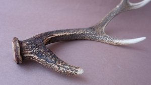 画像11: デコール用二ホンジカの角