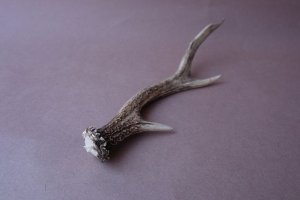 画像6: デコール用二ホンジカの角mini・小鹿