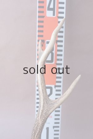 画像10: デコール用二ホンジカの角