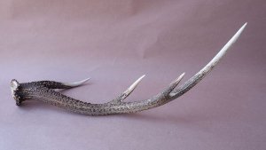 画像4: デコール用二ホンジカの角