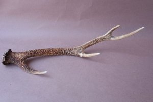 画像4: デコール用二ホンジカの角