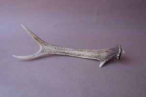 画像6: デコール用二ホンジカの角mini・小鹿