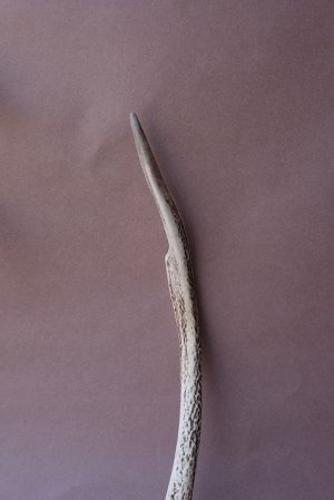 画像3: デコール用二ホンジカの角mini・小鹿