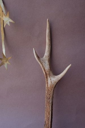 画像3: デコール用二ホンジカの角mini・小鹿