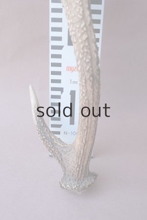 画像8: デコール用二ホンジカの角