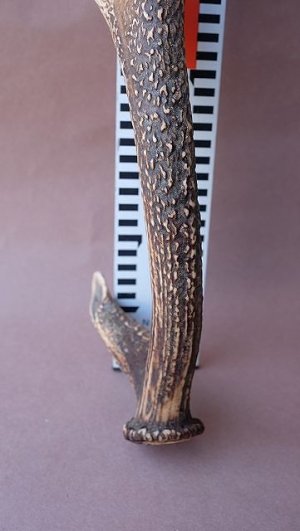 画像12: デコール用二ホンジカの角