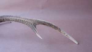 画像9: デコール用二ホンジカの角