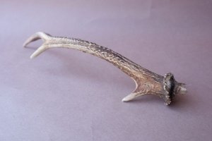 画像7: デコール用二ホンジカの角mini・小鹿