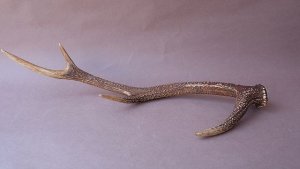 画像5: デコール用二ホンジカの角