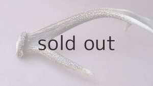 画像10: デコール用二ホンジカの角