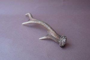 画像7: デコール用二ホンジカの角mini・小鹿