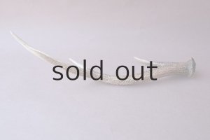 画像4: デコール用二ホンジカの角