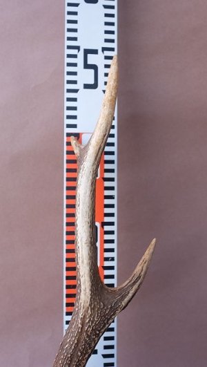 画像12: デコール用二ホンジカの角