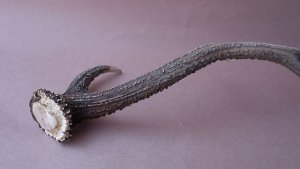 画像10: デコール用二ホンジカの角