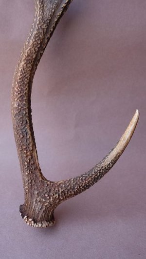 画像2: デコール用二ホンジカの角