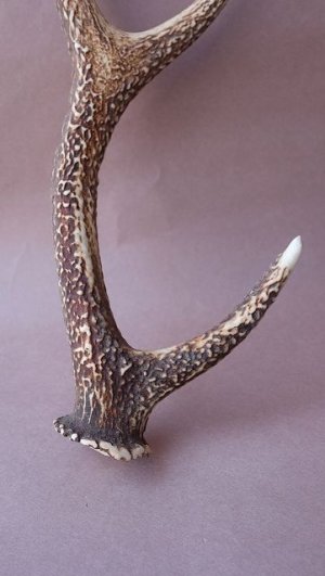 画像2: デコール用二ホンジカの角