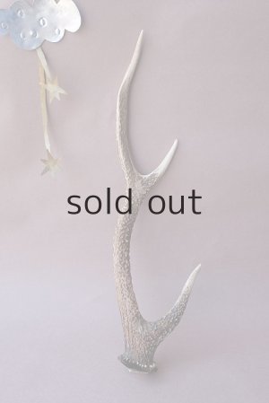画像1: デコール用二ホンジカの角
