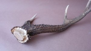 画像5: デコール用二ホンジカの角