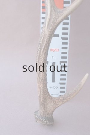 画像9: デコール用二ホンジカの角