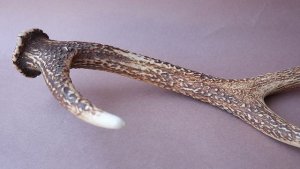 画像6: デコール用二ホンジカの角