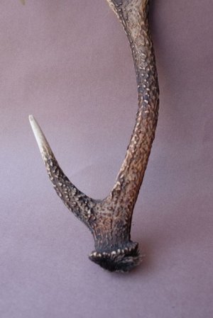 画像2: デコール用二ホンジカの角